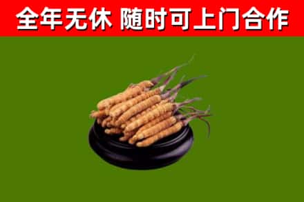 石河子市回收散虫草